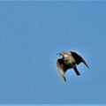 写真: 餌を運ぶヒバリ