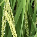 写真: お米の花