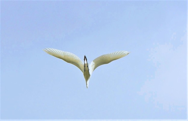 写真: 白鷺の飛翔