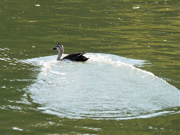 写真: 鴨の水遊び