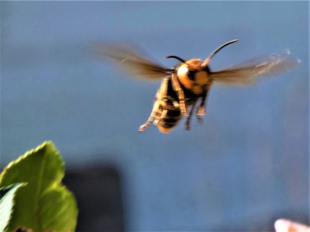 写真: スズメ蜂の攻撃