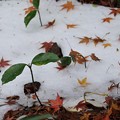 写真: 雪と落ち葉
