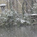 写真: 池に降る雪