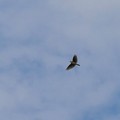 写真: 空高く飛ぶヒバリ