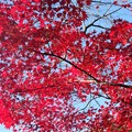 写真: 紅葉真盛り