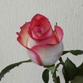 写真: 薔薇の蕾