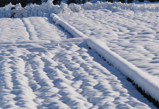 田んぼの雪