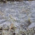 写真: 水田の氷