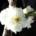 Photos: 梅の花