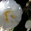 写真: 白の山茶花