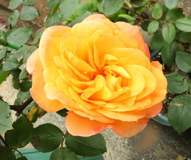 写真: 黄色のバラ