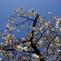 写真: ジュウニガツザクラ（十二月桜）