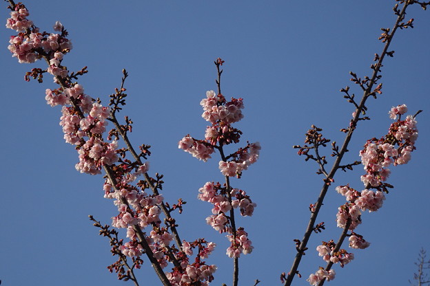 写真: アタミザクラ（熱海桜）