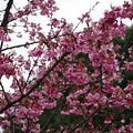 写真: リュウキュウカンヒザクラ（琉球寒緋桜）