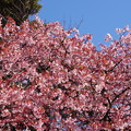 写真: サツマカンザクラ（薩摩寒桜）