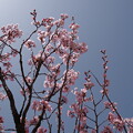 写真: トウカイザクラ（東海桜）