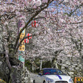 写真: 桜コペン