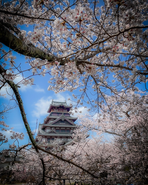 写真: 伏見桜