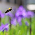 写真: 飛び回る蜂さんに＾＾