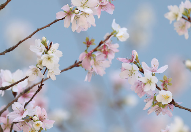 写真: 冬の桜さんは優しくて♪