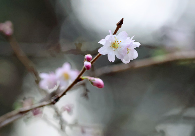 写真: 咲きはじめの初々しさに♪