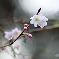 Photos: 咲きはじめの初々しさに♪