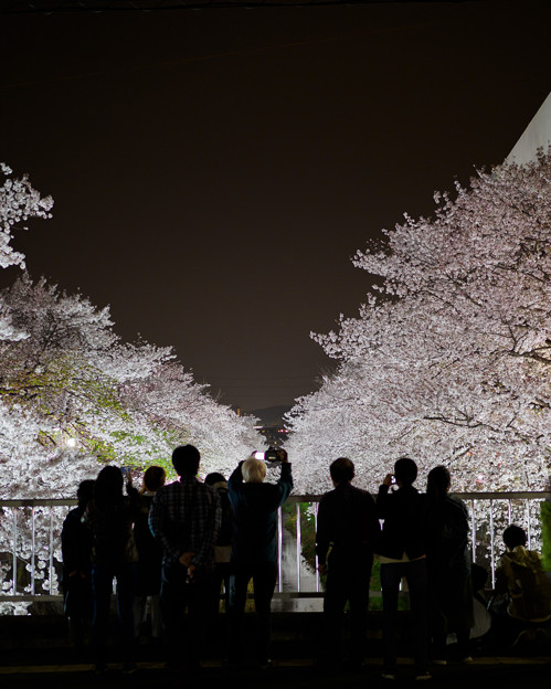 写真: 夜桜見物