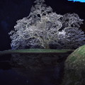 写真: 駒つなぎの桜2