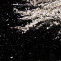 写真: 桜吹雪1