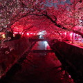 写真: みどり川の桜1