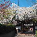 写真: 源空院の枝垂れ桜1