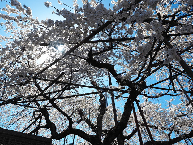 源空院の枝垂れ桜2