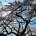 写真: 源空院の枝垂れ桜2