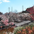写真: 源空院の枝垂れ桜3