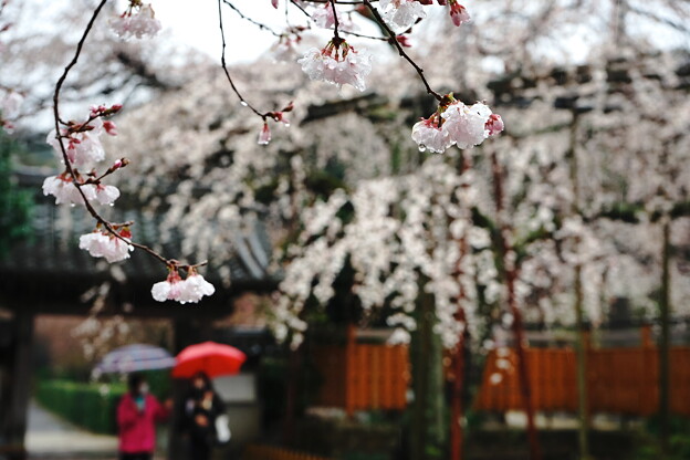 写真: 源空院の枝垂れ桜1