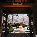 写真: 源空院の枝垂れ桜2