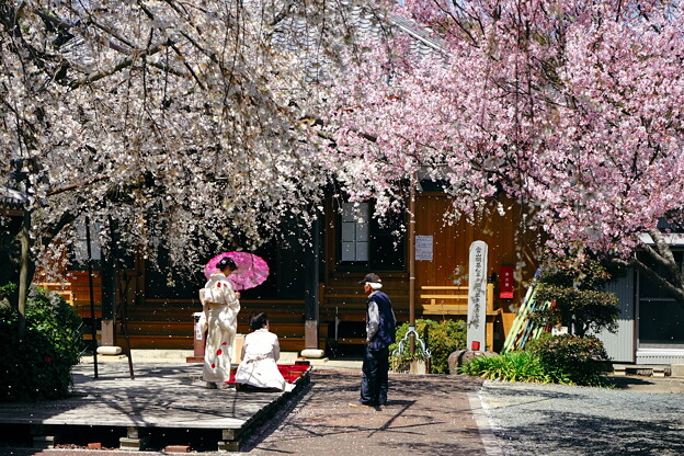 写真: 源空院の枝垂れ桜3