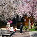 源空院の枝垂れ桜3