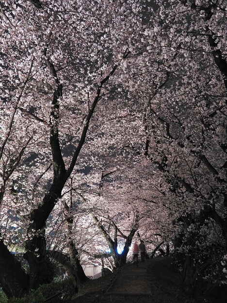 写真: 黄金堤の桜2