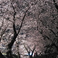 写真: 黄金堤の桜2