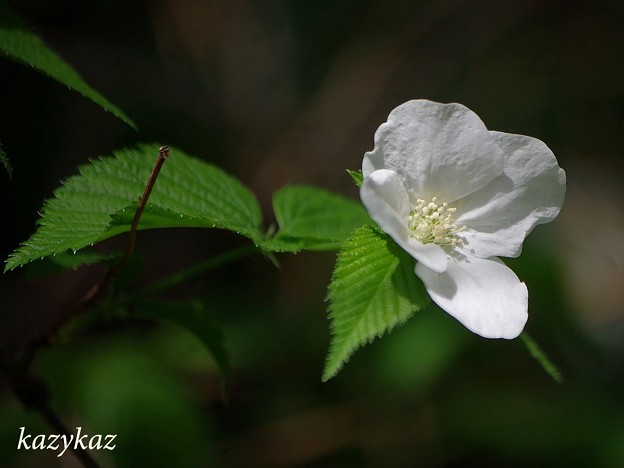 写真: 白い花弁
