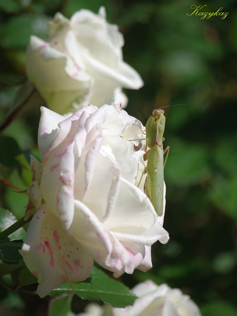 Photos: 蟷螂と薔薇