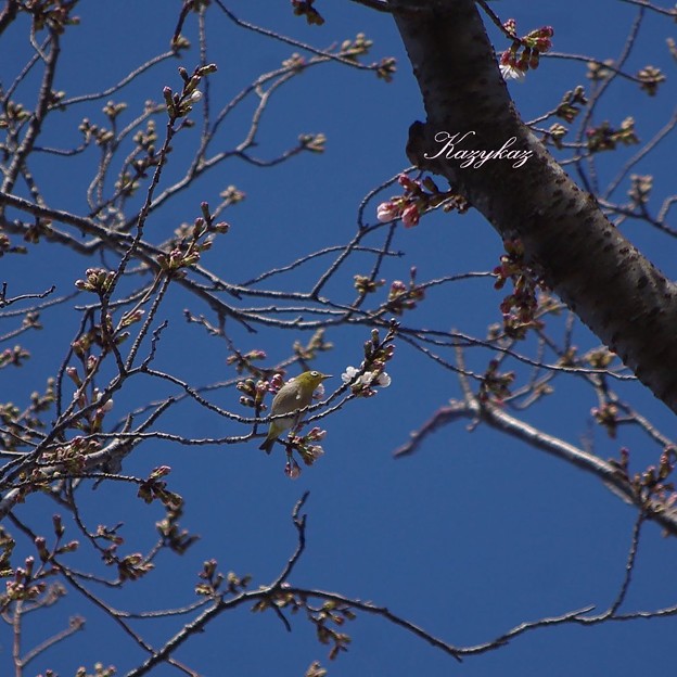 Photos: 桜の木の上で