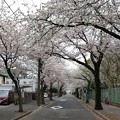 Photos: 桜トンネル＜１＞