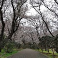 Photos: 桜トンネル＜２＞