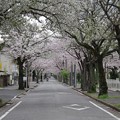 Photos: 桜トンネル＜３＞