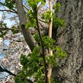 Photos: 桜と若葉