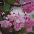 Photos: 桜にマケズ