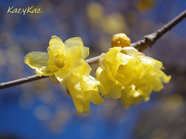 黄色い花と少しの青空