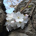 写真: 夏日の桜